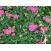 image-Achillea-millefolium-Cerise-Queen-2