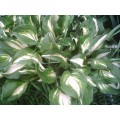 Hosta-undulata-medio-variegata