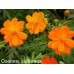 image-fleurs-a-b-c-d-2
