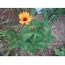 image-les-fleurs-e-f-g-h-2