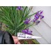 image-iris-Chilled-Wine-sibirica-2