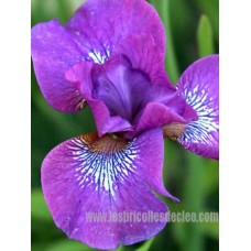 iris-Chilled-Wine-sibirica