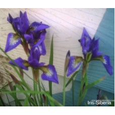 iris-Versicolor