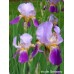 image-iris-Germanica-iris-de-jardin-2