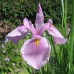 iris-sibirica-pink-haze