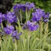 iris-sibirica-ruffled-velvet