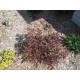 Plante1