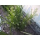 Plante2