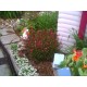 Plante3