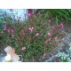Plante4