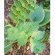 Plante5